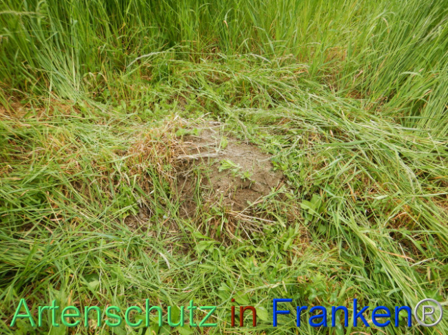© Artenschutz in Franken® Bild zum Eintrag (1105526-160)