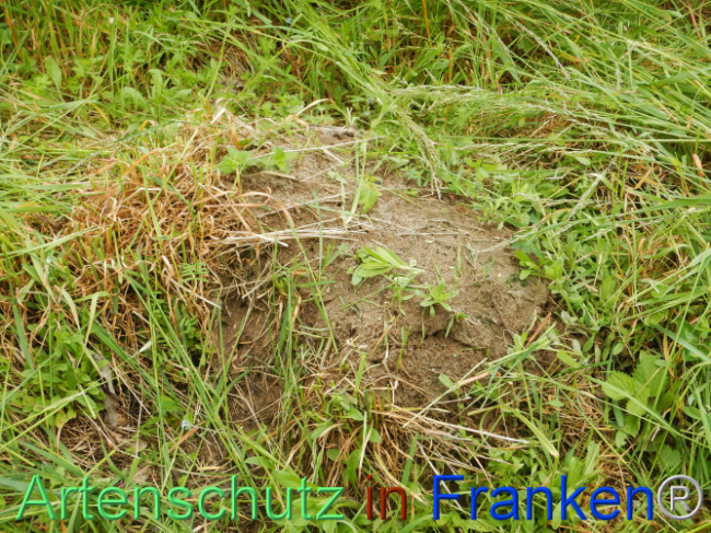 © Artenschutz in Franken® Bild zum Eintrag (1105527-160)