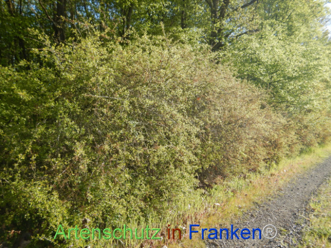 Bild zum Eintrag (1105931-160)