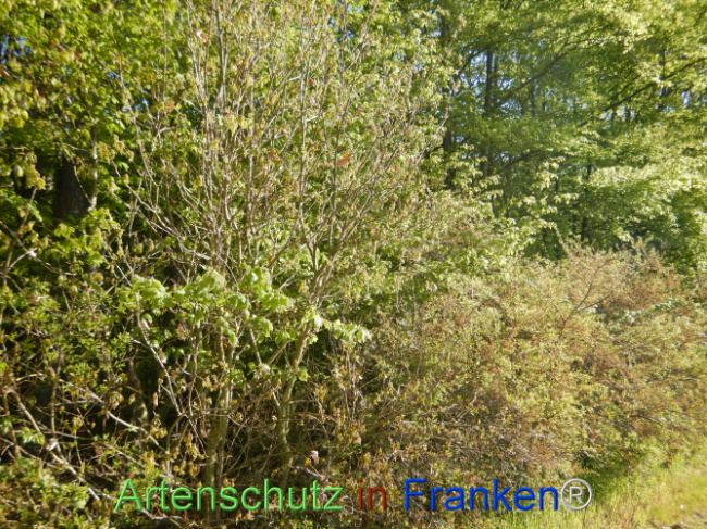 Bild zum Eintrag (1105933-160)