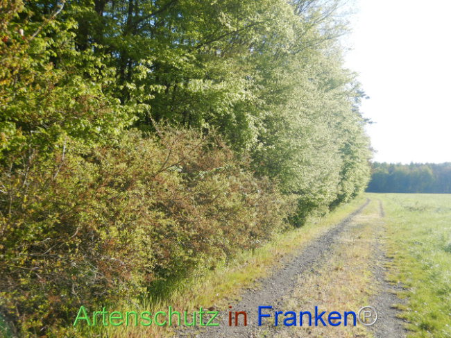 Bild zum Eintrag (1105935-160)