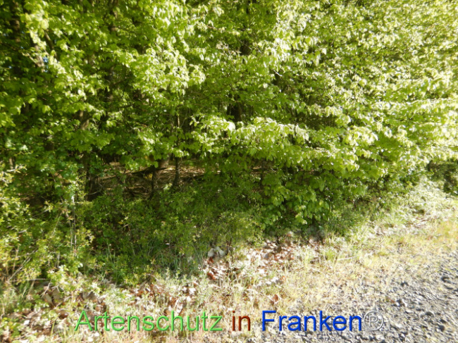 Bild zum Eintrag (1105936-160)