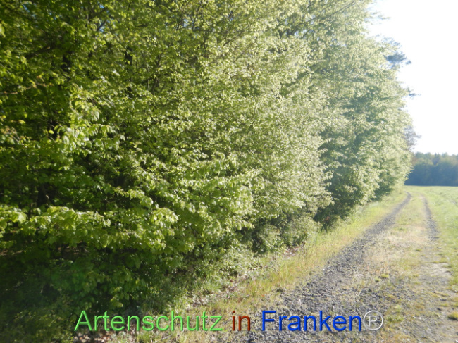 Bild zum Eintrag (1105937-160)