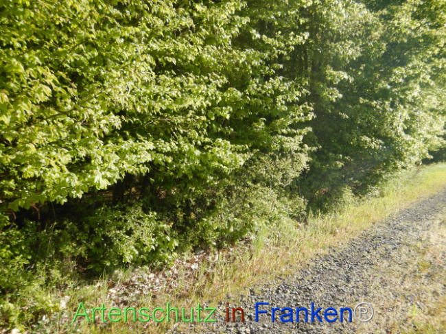Bild zum Eintrag (1105939-160)