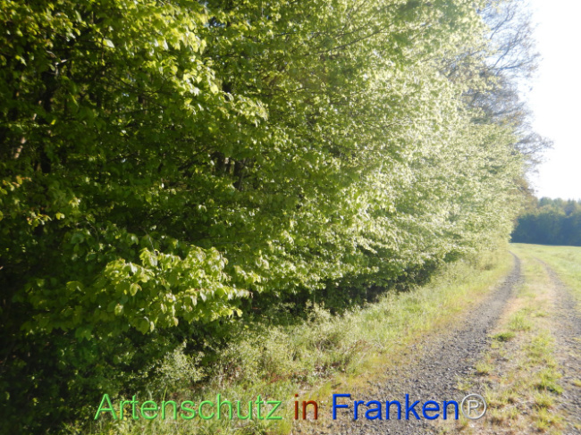 Bild zum Eintrag (1105940-160)