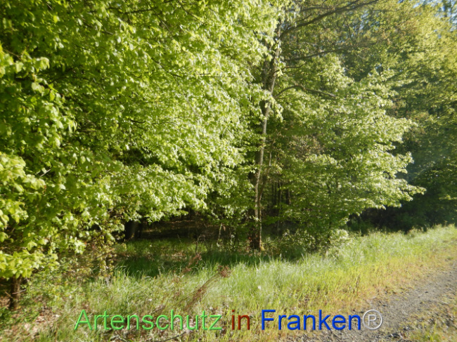 Bild zum Eintrag (1105941-160)