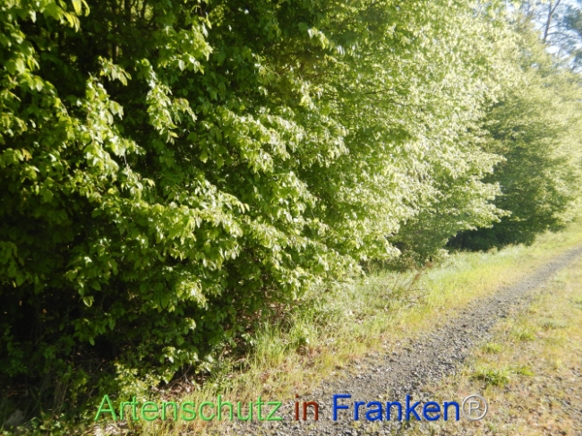 Bild zum Eintrag (1105943-160)