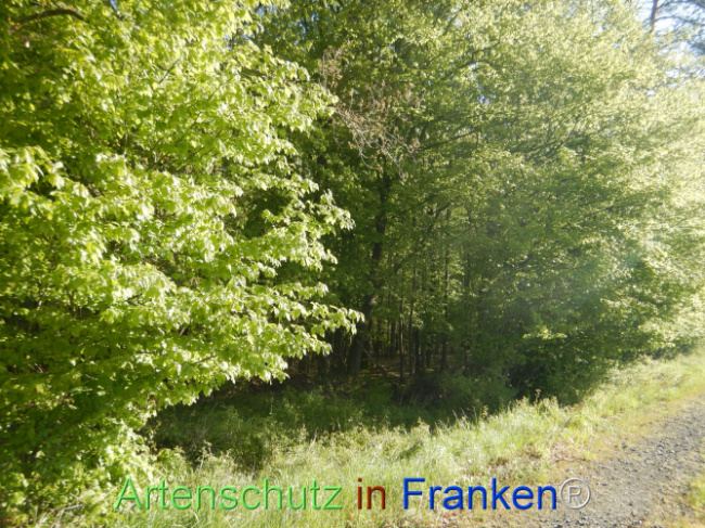 Bild zum Eintrag (1105944-160)