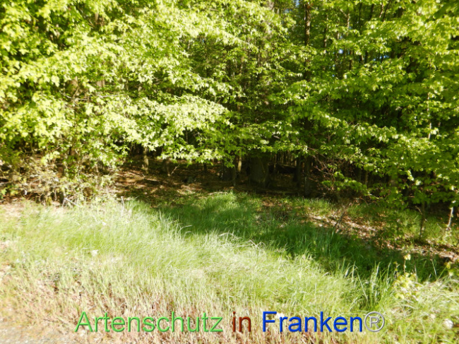 Bild zum Eintrag (1105945-160)