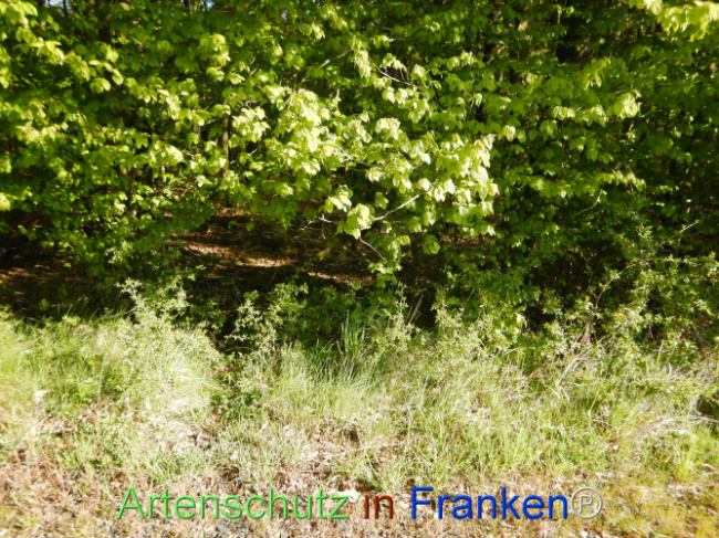 © Artenschutz in Franken® Bild zum Eintrag (1105947-160)