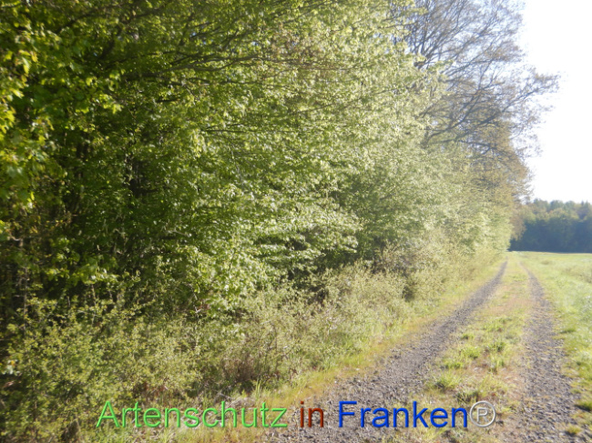 © Artenschutz in Franken® Bild zum Eintrag (1105948-160)