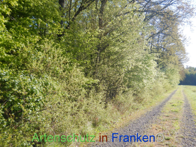© Artenschutz in Franken® Bild zum Eintrag (1105949-160)