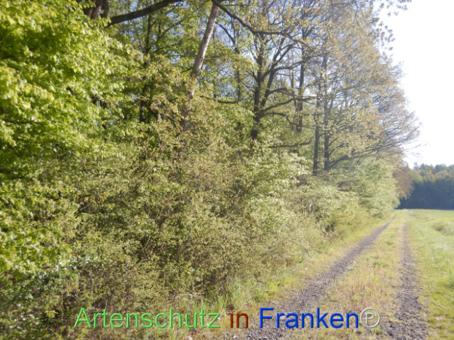 Bild zum Eintrag (1105951-160)