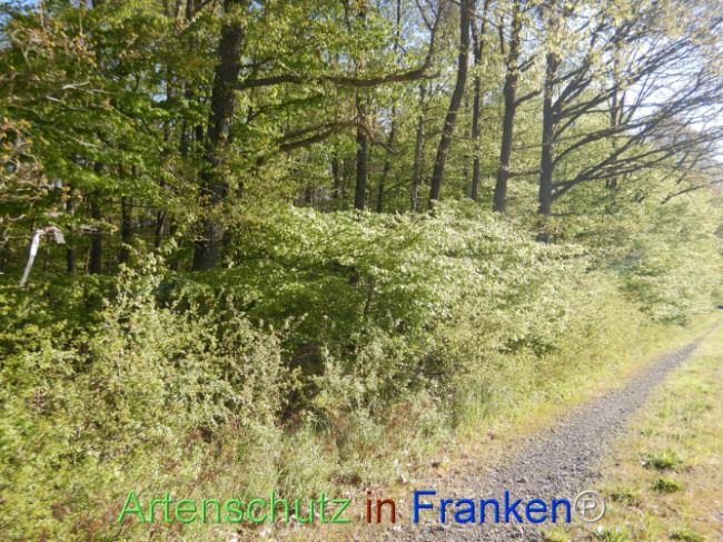 Bild zum Eintrag (1105952-160)