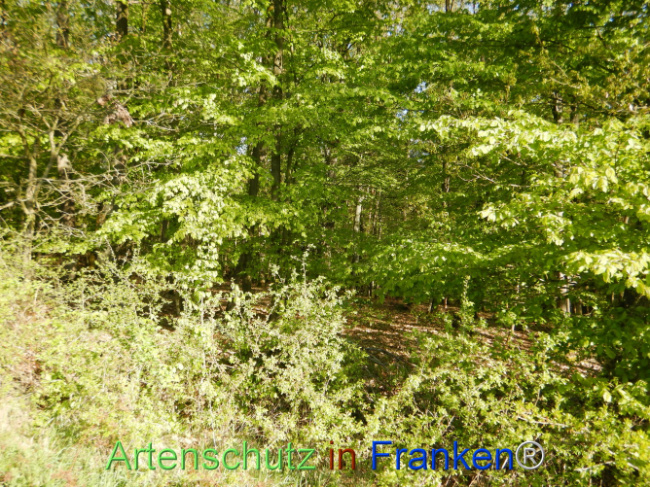 Bild zum Eintrag (1105953-160)