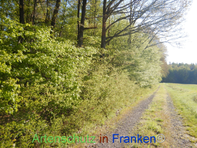 © Artenschutz in Franken® Bild zum Eintrag (1105955-160)