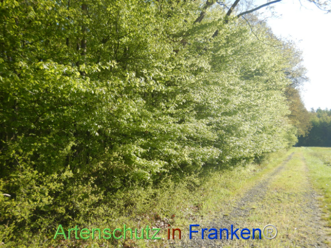 © Artenschutz in Franken® Bild zum Eintrag (1105956-160)