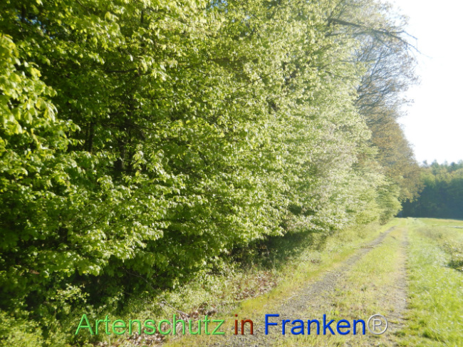 © Artenschutz in Franken® Bild zum Eintrag (1105957-160)