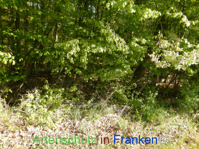Bild zum Eintrag (1105959-160)