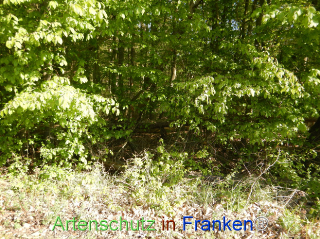 Bild zum Eintrag (1105960-160)