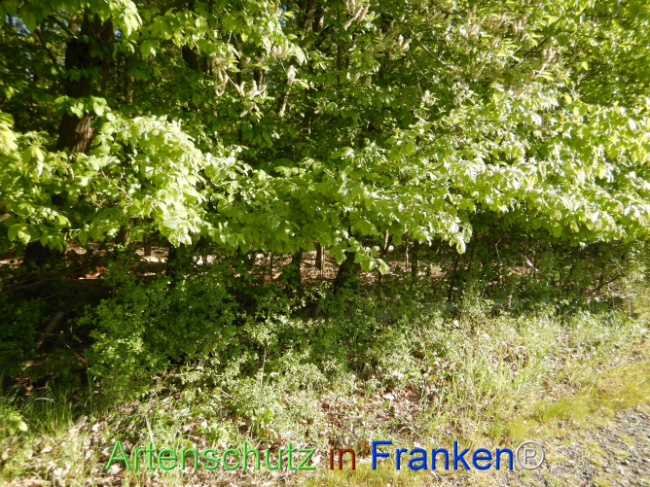 Bild zum Eintrag (1105961-160)