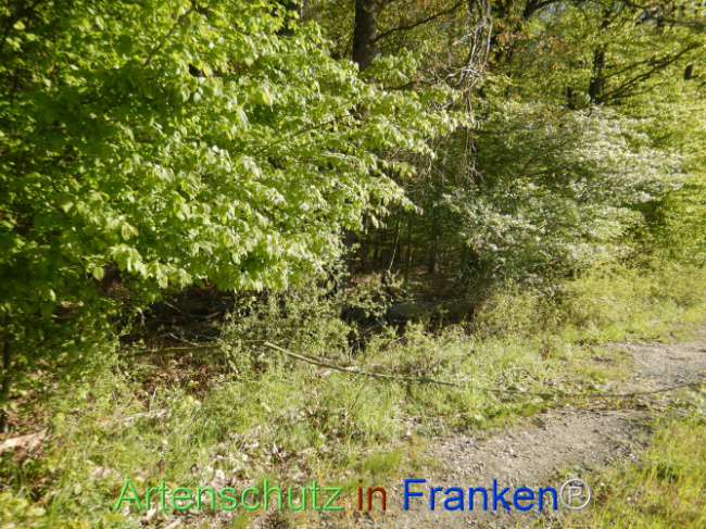 © Artenschutz in Franken® Bild zum Eintrag (1105965-160)