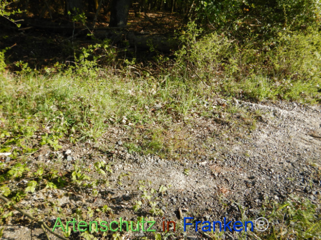 © Artenschutz in Franken® Bild zum Eintrag (1105966-160)