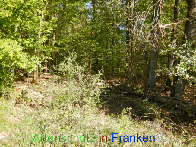 © Artenschutz in Franken® Bild zum Eintrag (1105967-160)