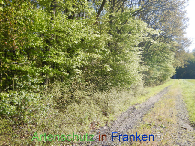 Bild zum Eintrag (1105971-160)