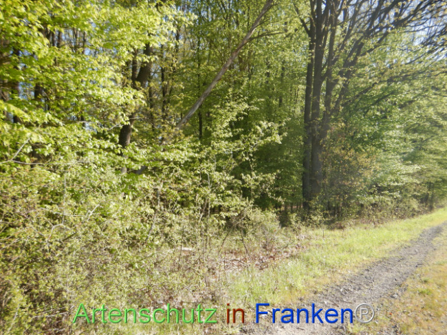 © Artenschutz in Franken® Bild zum Eintrag (1105975-160)