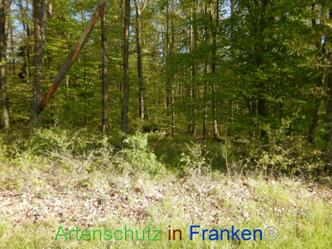 © Artenschutz in Franken® Bild zum Eintrag (1105977-160)