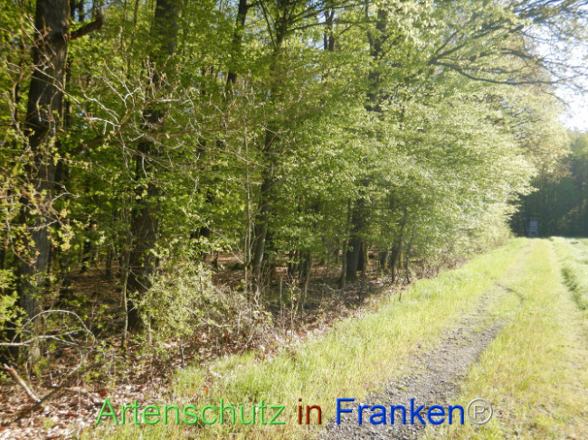Bild zum Eintrag (1105980-160)
