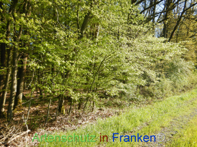 © Artenschutz in Franken® Bild zum Eintrag (1105987-160)