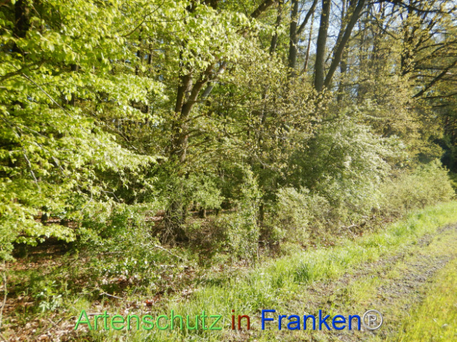 © Artenschutz in Franken® Bild zum Eintrag (1105988-160)