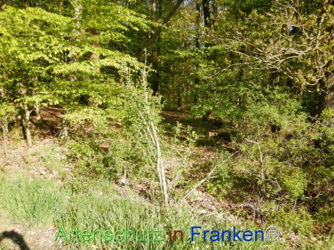 © Artenschutz in Franken® Bild zum Eintrag (1105989-160)