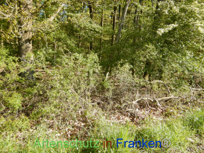 Bild zum Eintrag (1105991-160)