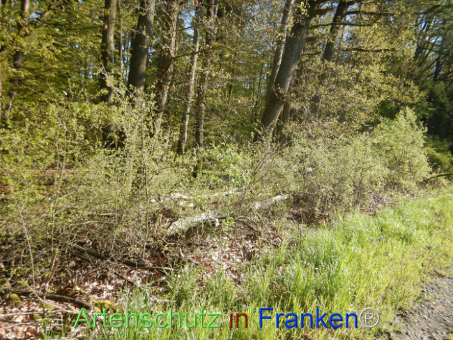 Bild zum Eintrag (1105993-160)