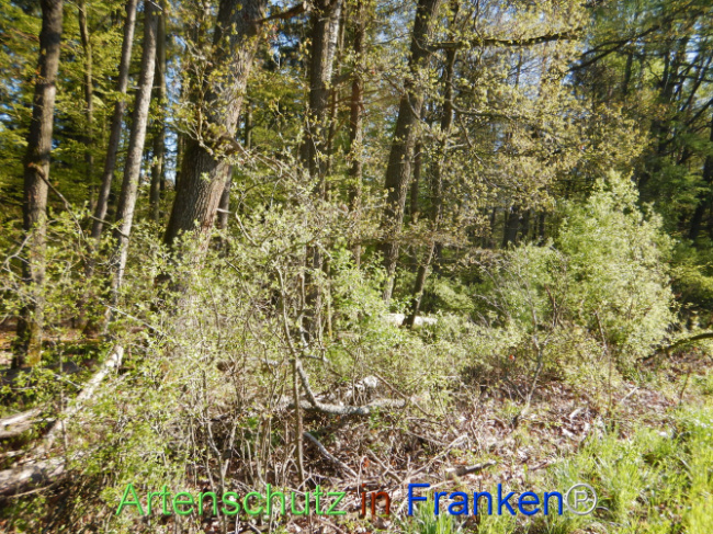 Bild zum Eintrag (1105995-160)