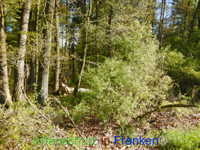 Bild zum Eintrag (1105996-160)