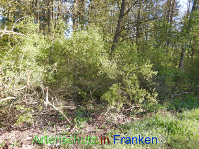 Bild zum Eintrag (1105997-160)