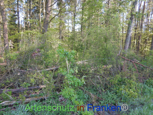 © Artenschutz in Franken® Bild zum Eintrag (1105999-160)