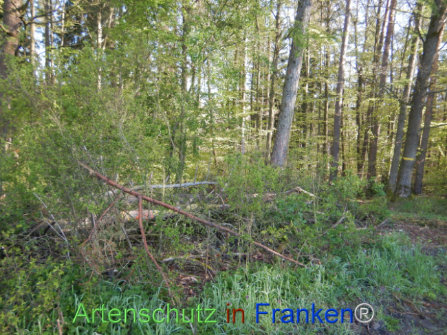 © Artenschutz in Franken® Bild zum Eintrag (1106000-160)