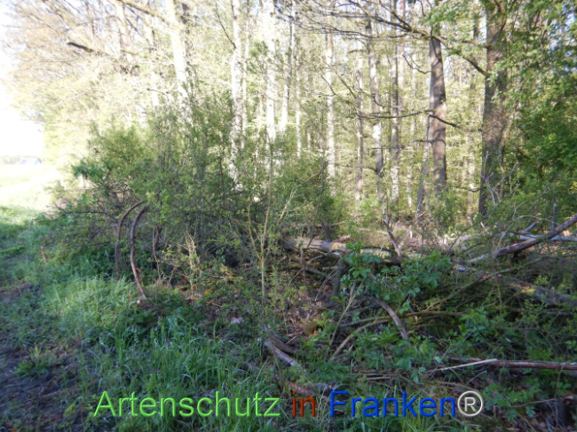 © Artenschutz in Franken® Bild zum Eintrag (1106001-160)