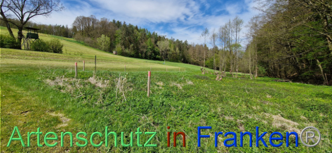 © Artenschutz in Franken® Bild zum Eintrag (1106117-160)