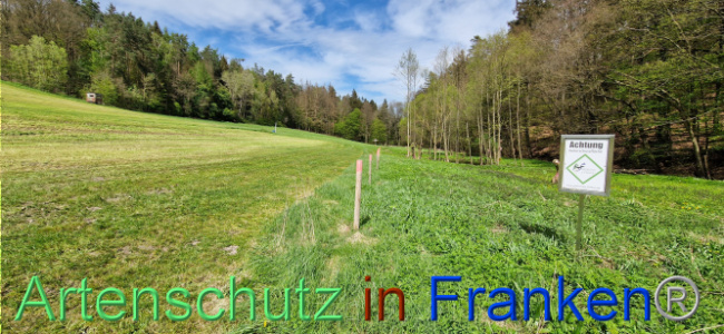 © Artenschutz in Franken® Bild zum Eintrag (1106119-160)