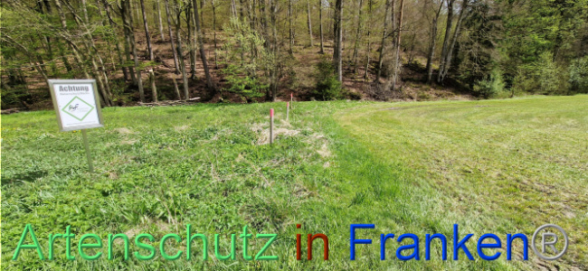 © Artenschutz in Franken® Bild zum Eintrag (1106123-160)