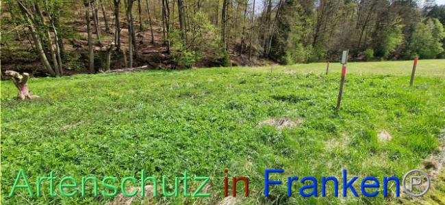 Bild zum Eintrag (1106125-160)