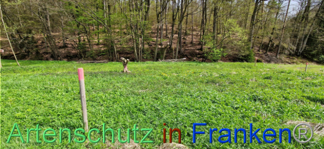 Bild zum Eintrag (1106127-160)