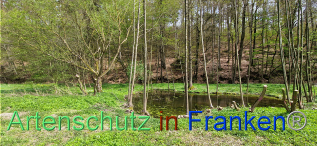 © Artenschutz in Franken® Bild zum Eintrag (1106139-160)