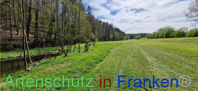 © Artenschutz in Franken® Bild zum Eintrag (1106140-160)